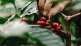 Beyond the Brew: Navigating the Essence of Specialty Coffee