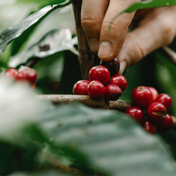 Beyond the Brew: Navigating the Essence of Specialty Coffee